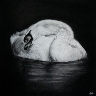 Swan - 30 x 30 cm - Graphite and carbon pencils on paper - 2022