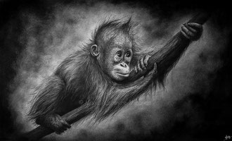 Hopeful - 30 x 60 cm - Graphite and carbon pencils on paper - Ref pic by Bjorn Reibert - 2020 - SOLD