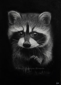 Baby raccoon - 35 x 25 cm - Graphite and carbon pencils on paper - 2022 - SOLD