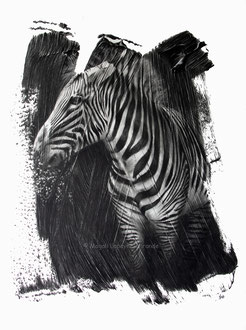Zebra / Zèbre - 40 x 30 cm - Graphite pencils on paper / Crayons graphite sur papier - 2023