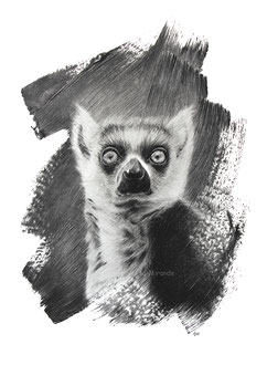 Lemur / Lémurien - 40 x 30 cm - Graphite pencils on paper / Crayons graphite sur papier - Ref pic by E.Infocus - 2023