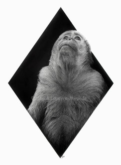 Toque Macaque / Macaque à Toque - 40 x 30 cm - Graphite pencils on paper / Crayons graphite sur papier - Ref pic by W. Warby - 2022