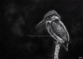 Kingfisher - 25 x 35 cm - Graphite and carbon pencils on paper - 2021