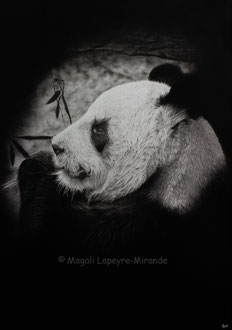 Yuan Zi - 70 x 50 cm - Graphite and carbon pencils on paper - 2020