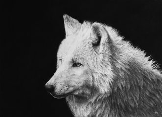 Alpha - 50 x 70 cm - Graphite and carbon pencils on paper - Ref pic by Cloudtail the Snow Leopard - 2020 - SOLD
