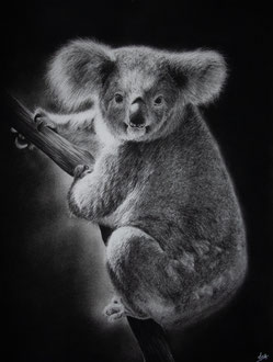 Koala - 40 x 30 cm - Graphite and carbon pencils on paper - Ref pic by Cloudtail the Snow Leopard - 2021 - SOLD 