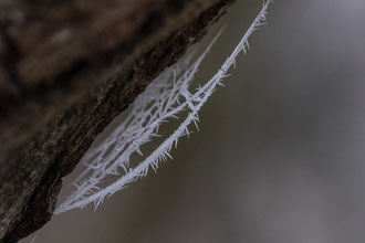 Photos de nature à vendre en reproduction