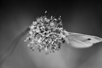 Photos de nature à vendre en reproduction