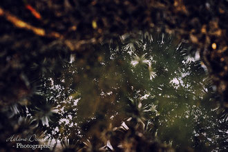 Photos de nature à vendre en reproduction