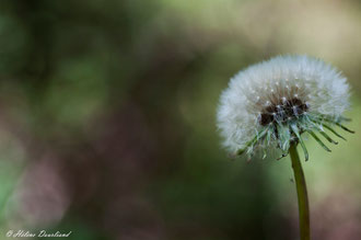 Photos de nature à vendre en reproduction