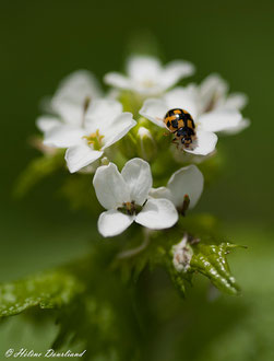 Photos de nature à vendre en reproduction