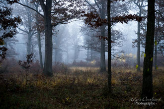 photo de paysage à vendre