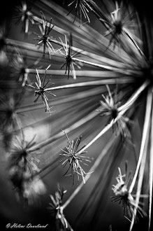 Photos de nature à vendre en reproduction