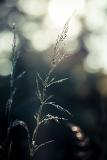 Photos de nature à vendre en reproduction