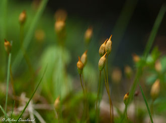 Photos de nature à vendre en reproduction