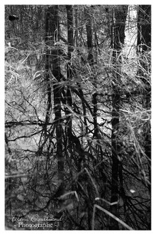 Photos de nature à vendre en reproduction