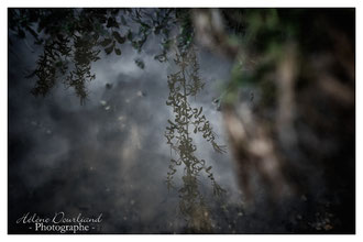 Photos de nature à vendre en reproduction