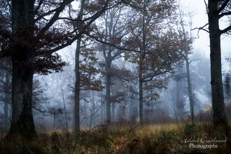 photo de paysage à vendre