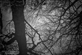 Photos de nature à vendre en reproduction