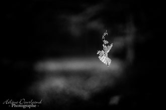 Photos de nature à vendre en reproduction