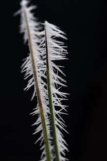 Photos de nature à vendre en reproduction