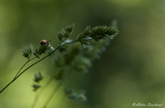 Photos de nature à vendre en reproduction