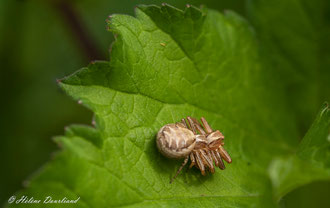 Photos de nature à vendre en reproduction