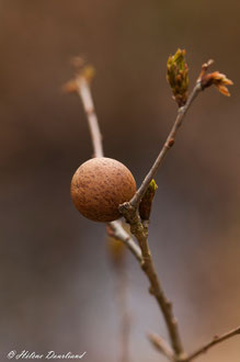 Photos de nature à vendre en reproduction