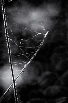 Photos de nature à vendre en reproduction
