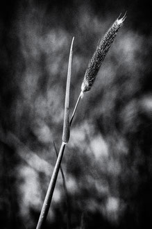 Photos de nature à vendre en reproduction