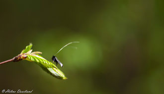 Photos de nature à vendre en reproduction