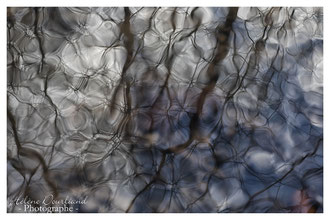 Photos de nature à vendre en reproduction