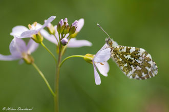 Photos de nature à vendre en reproduction
