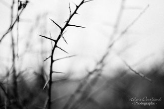 Photos de nature à vendre en reproduction