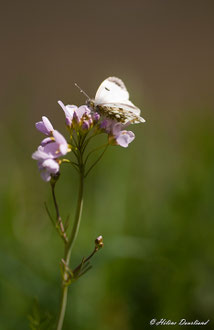 Photos de nature à vendre en reproduction