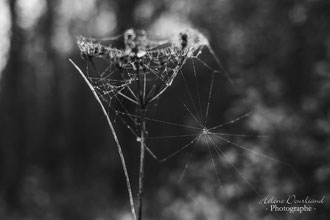 Photos de nature à vendre en reproduction