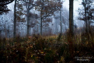 photo de paysage à vendre