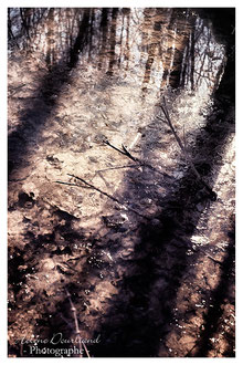 Photos de nature à vendre en reproduction