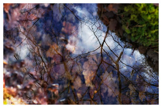 Photos de nature à vendre en reproduction