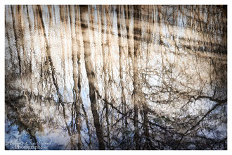 Photos de nature à vendre en reproduction