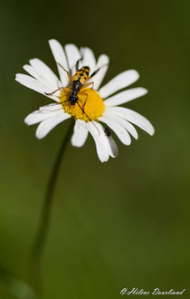 Photos de nature à vendre en reproduction
