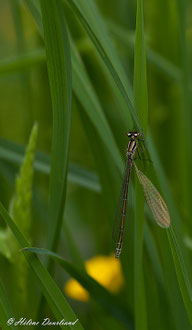 Photos de nature à vendre en reproduction
