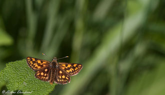 Photos de nature à vendre en reproduction