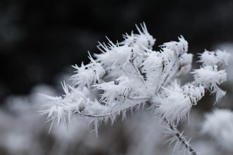 Photos de nature à vendre en reproduction