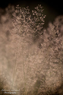 Photos de nature à vendre en reproduction