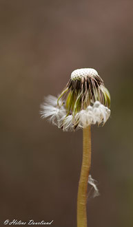 Photos de nature à vendre en reproduction