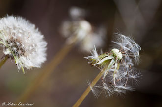 Photos de nature à vendre en reproduction
