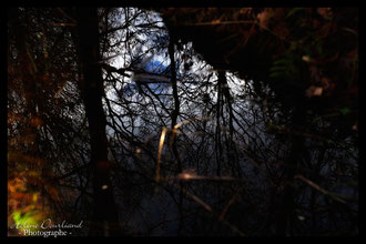 Photos de nature à vendre en reproduction
