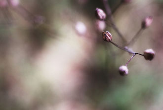 Photos de nature à vendre en reproduction