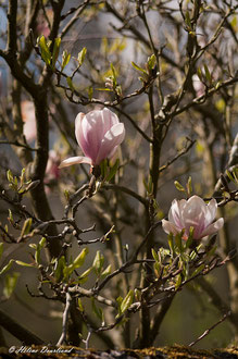 Photos de nature à vendre en reproduction